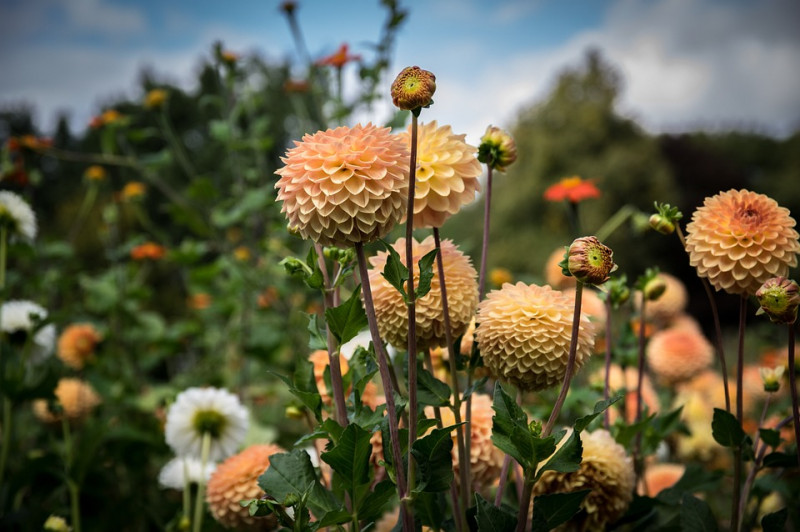 dahlias-herfstbloeien-najaarbloemen-laatst-bloeiende-vaste planten-kleurrijke najaars bloeier- tuinieren-tuininspiratie-bloemenborder-beplantingsplan